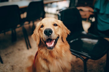 Pets Services